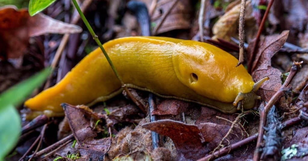 Amazing Rainforest Animal: Banana Slug
