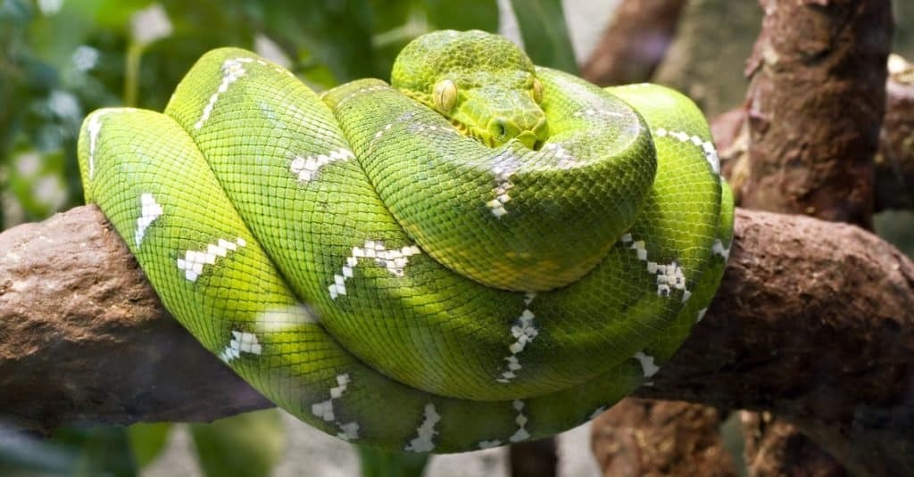 Increíble animal de la selva tropical: Boa constrictor esmeralda