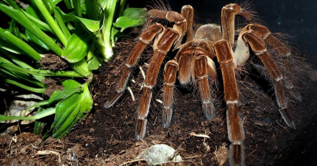 Amazing Rainforest Animal: Goliath Bird Eating Spider