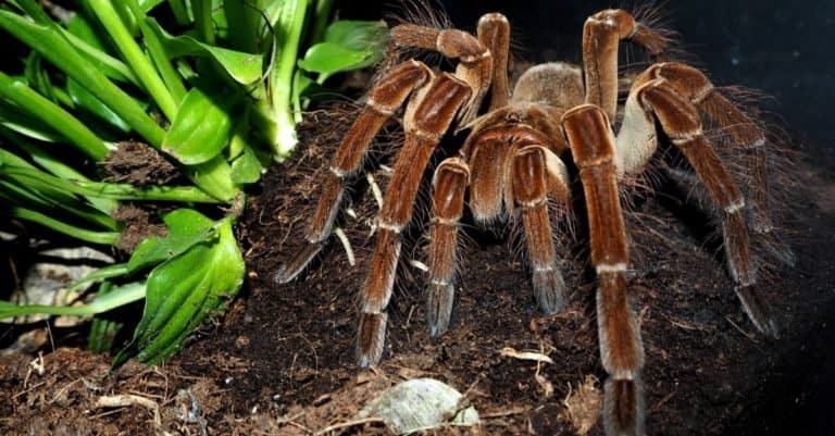 Amazing Rainforest Animal: Goliath Bird Eating Spider