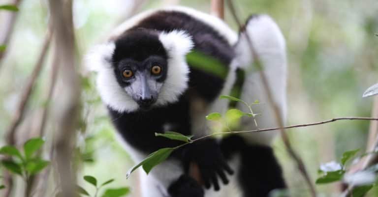 Amazing Rainforest Animal: Indri