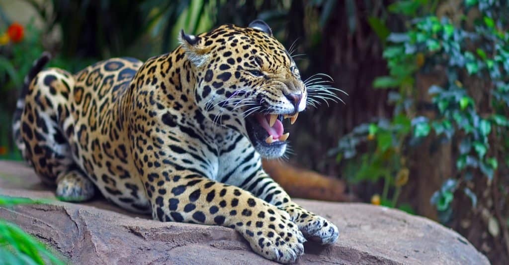 Amazing Rainforest Animal: Jaguar
