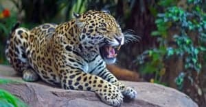 Watch A Jaguar Fight An Anaconda In Brazil photo