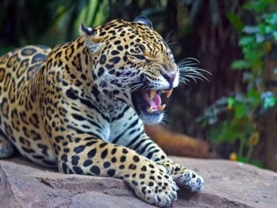A Watch A Jaguar Fight An Anaconda In Brazil