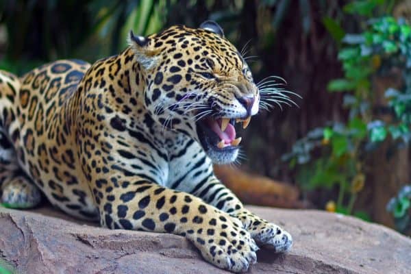 A Jaguar roaring to establish dominance. The word 'jaguar' comes from the indigenous word 'yaguar', which means 'he who kills with one leap'.