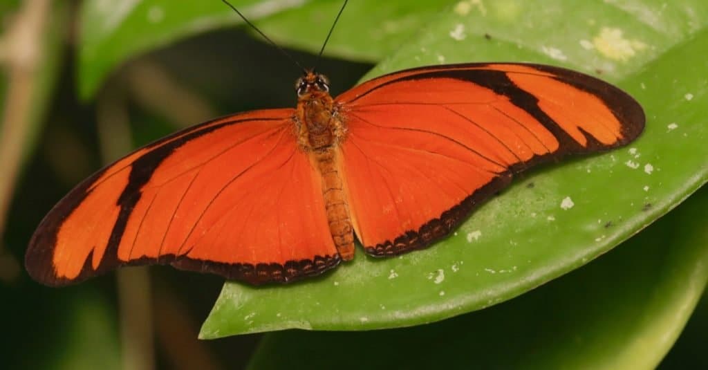 Amazing Rainforest Animal: Orange Albatross Butterfly