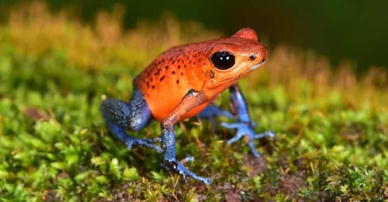 Amazing Rainforest Animal: Poison Dart Frog