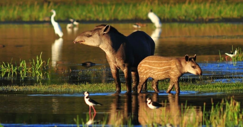 Incroyable animal de la forêt tropicale : le tapir sud-américain