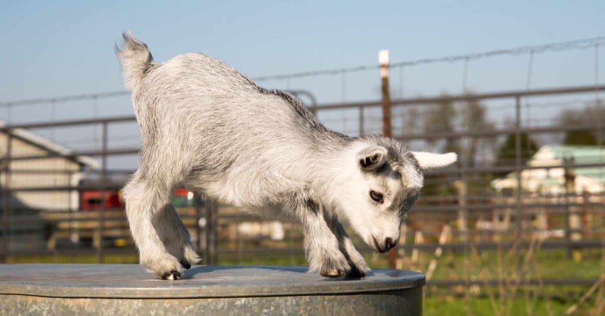 American Pygmy Goat kid likes to play and rest.
