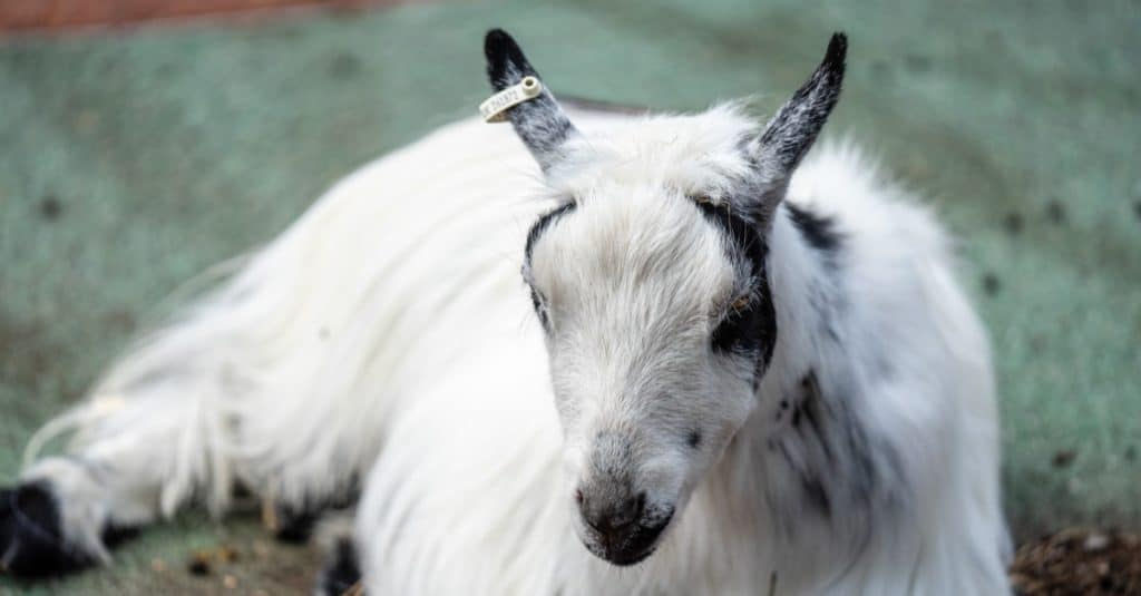 American Pygmy goat is an American breed of achondroplastic goat