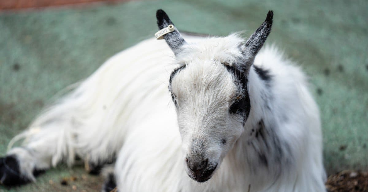 American Pygmy goat is an American breed of achondroplastic goat