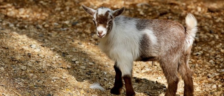 The American Pygmy goat is an American breed of achondroplastic goat.