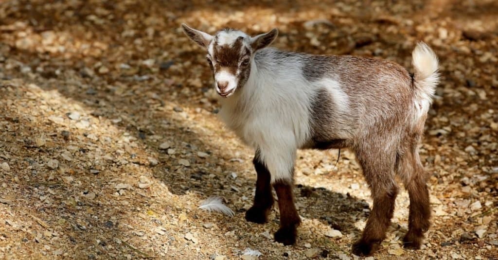 The American Pygmy is miniature goat that makes a good pet. 