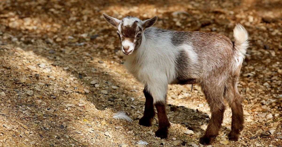 The American Pygmy is an American breed of achondroplastic goat.