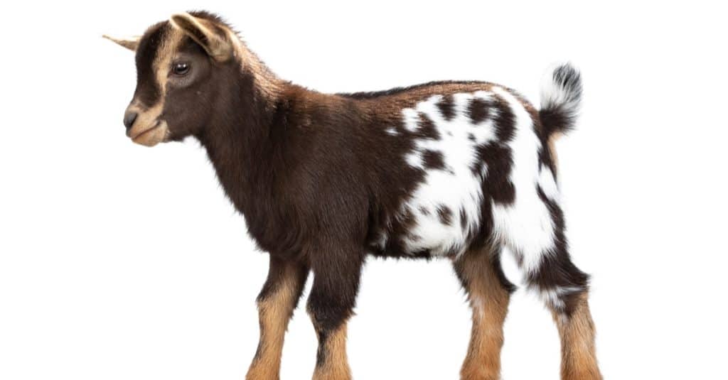Cute brown with white spotted belly baby American pygmy goat, standing sideways. Head up and looking straight ahead. Isolated on a white background.