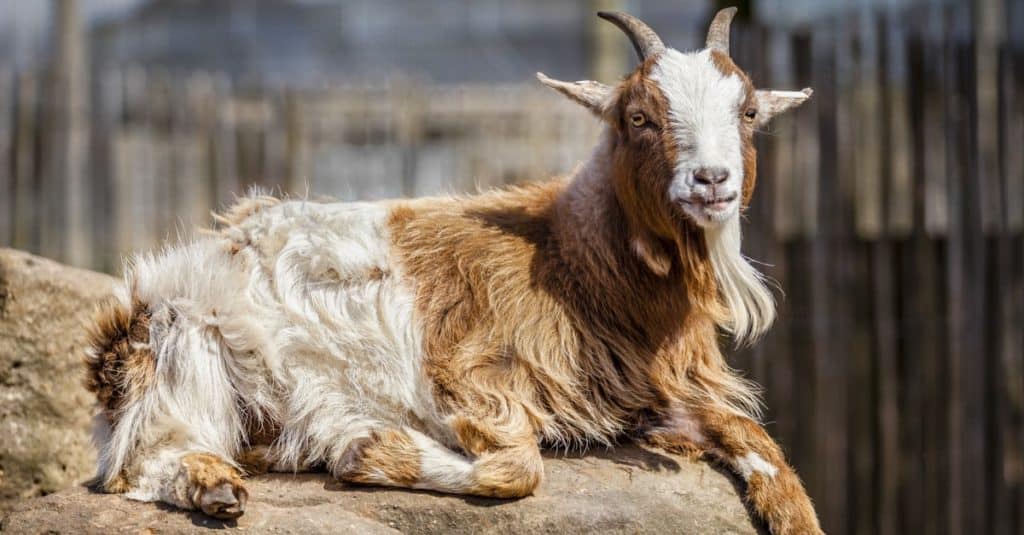 American pygmy goat relaxed lying down on a rock.