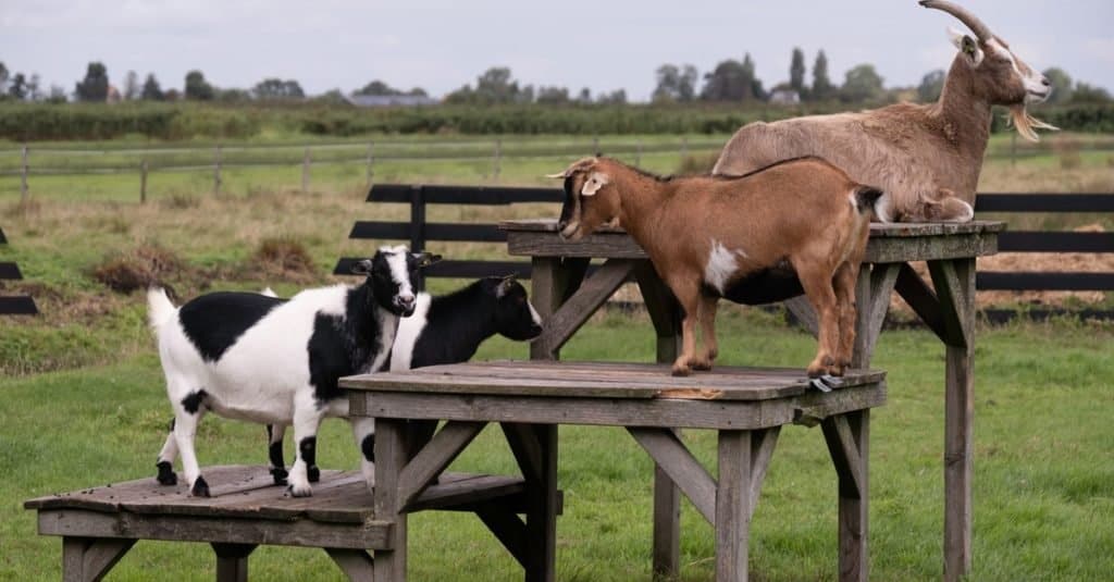 American Pygmy Goats stand and lie on wooden platforms and tables in a pasture.