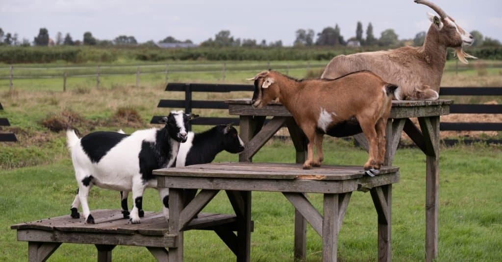 Pygmy Goats as Pets The Complete Guide AZ Animals