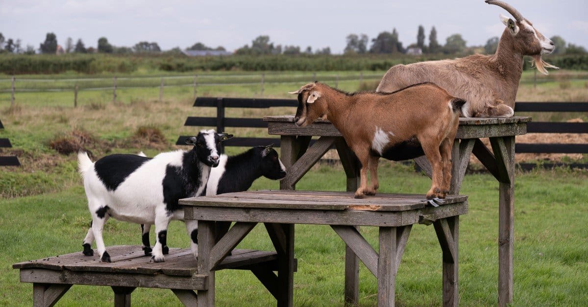 Do Miniature Goats Make Good Pets? Two Are Better Than One - AZ Animals