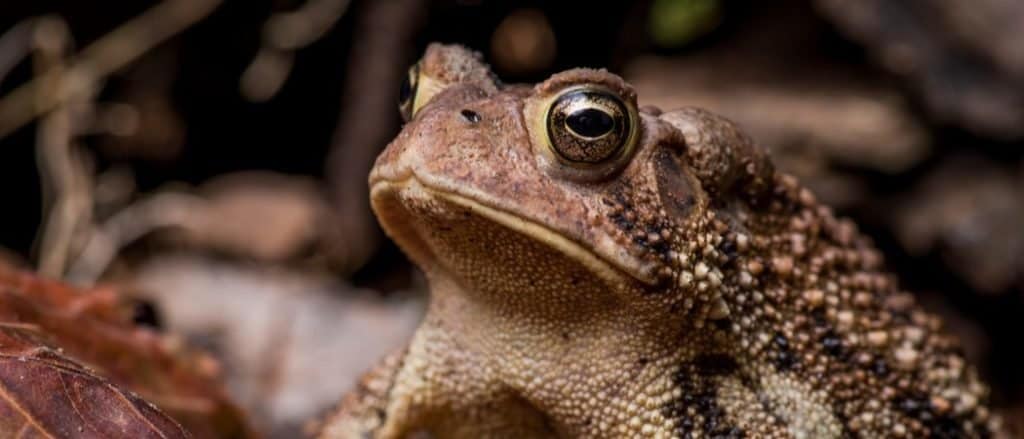 Eastern American Toad sitting on dry leaves and twigs.