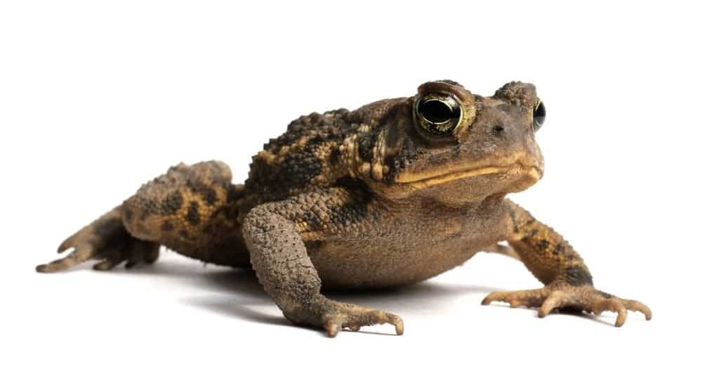 American Toad isolated on a white background.