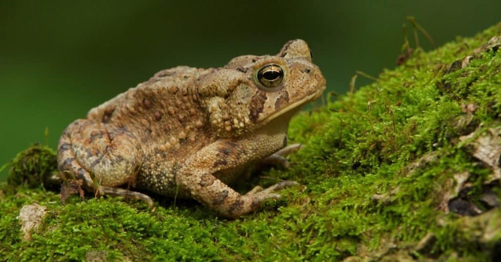 Eastern American Toad sitting on moss at the water's edge.