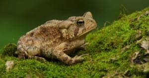 Toad Lifespan: How Long Do Toads Live? Picture