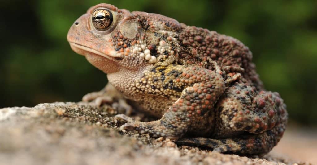 A close up photo of an American toad. 