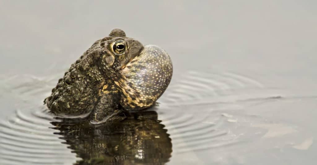 An American Toad with throat sac inflated, singing his song and creating ripples in the water.