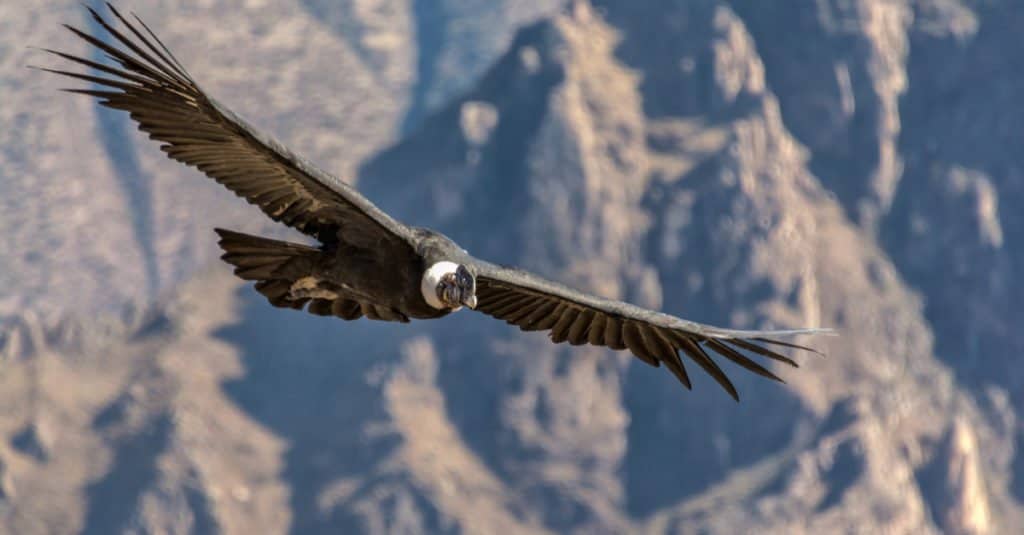 The Andean Condor is the national bird of Chile