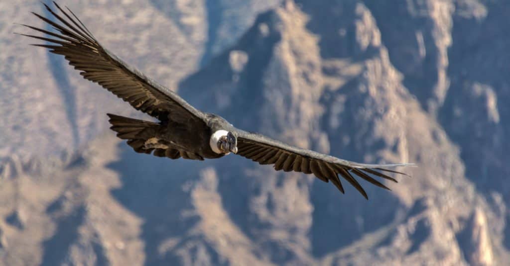 El cóndor andino es el ave nacional de Chile