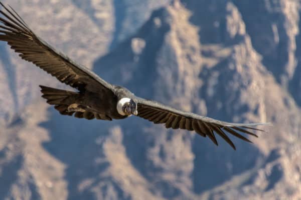 The Andean Condor can live to be 50 years old.