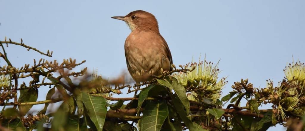 Wildlife In Argentina Types Of Argentine Animals A Z Animals wildlife-in-argentina-types-of-argentine-animals-a-z-animals