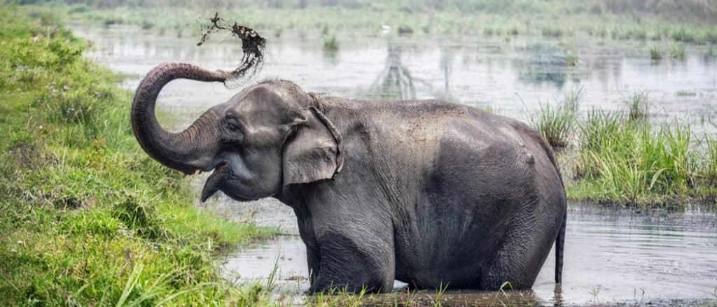 Animals in Asia