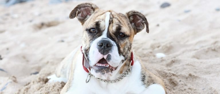 Australian Bulldog on Beach