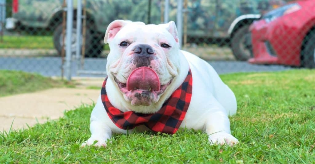 A cute white Australian bulldog sitting on the green grass during daytime.