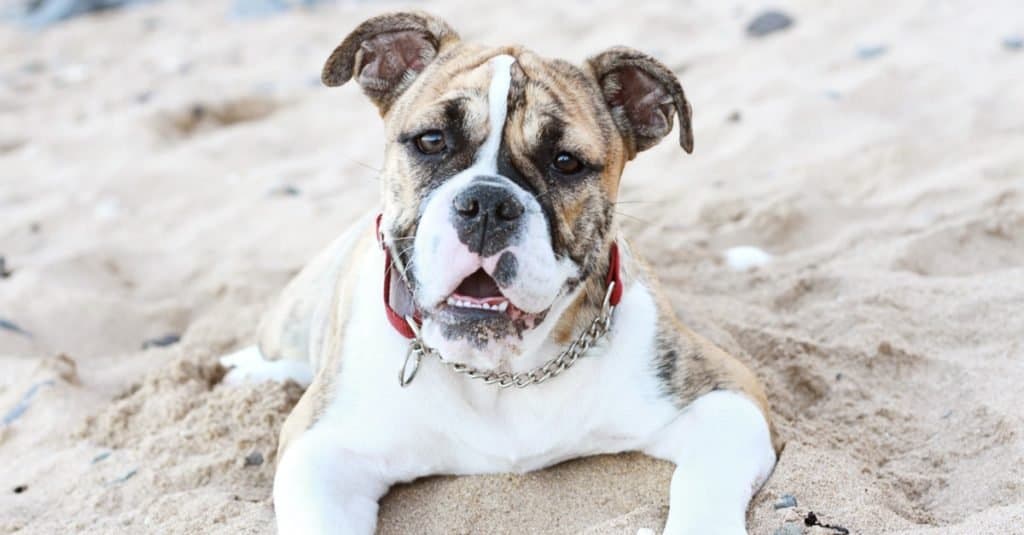 Australian Bulldog Looking at Camera on Beach.