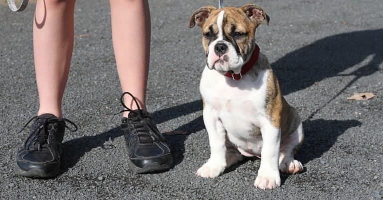 Cute Australian Bulldog puppy at obedience training.