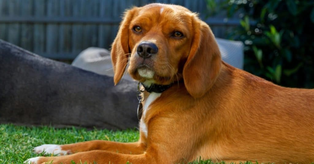 Beaglier lying on a lawn