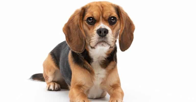 Studio portrait of a tricolored Beaglier dog isolated against a white background