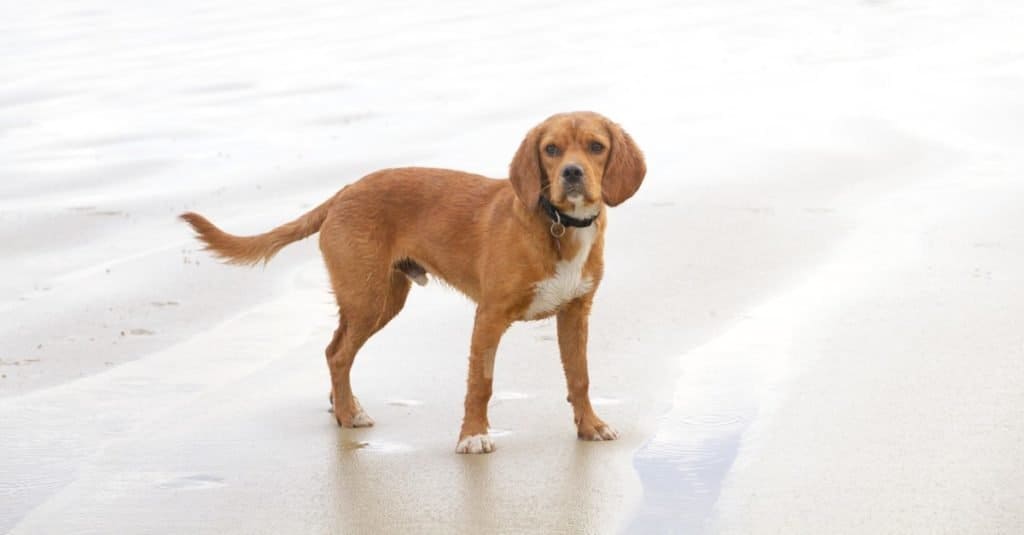 A Beaglier plays on the beach (cross between a Beagle and a King Charles Spaniel)