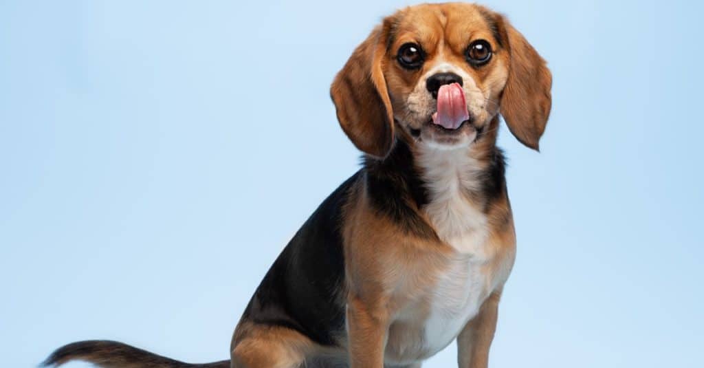 Tricolored Beaglier dog licking its muzzle in a sitting position.