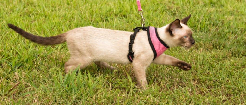 Best Cat Harnesses