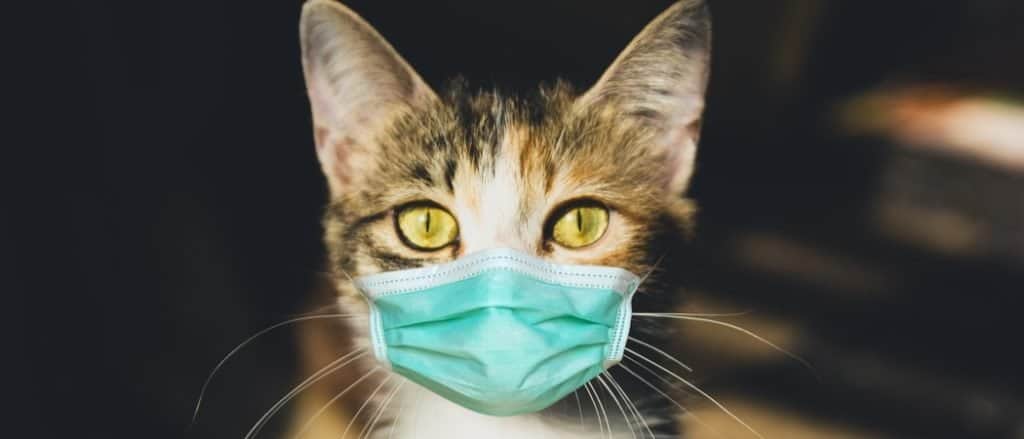 Best Cat Muzzles