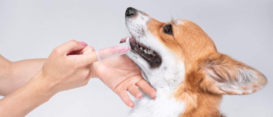 A corgi smiles while getting its teeth brushed.