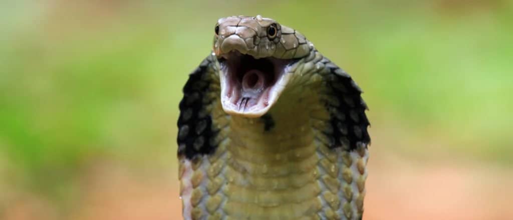 snake anaconda teeth