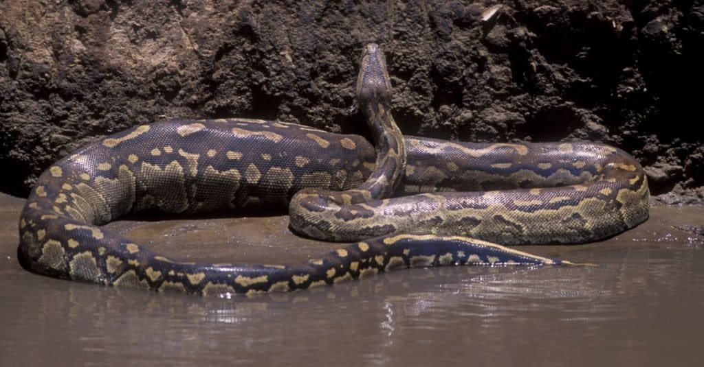 Biggest snake: African rock python Biggest snake: African rock python