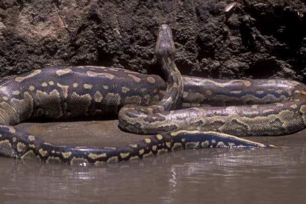 Like all pythons, the African Rock Python is non-venomous. It kills by constriction, ambushing and coiling around its prey.