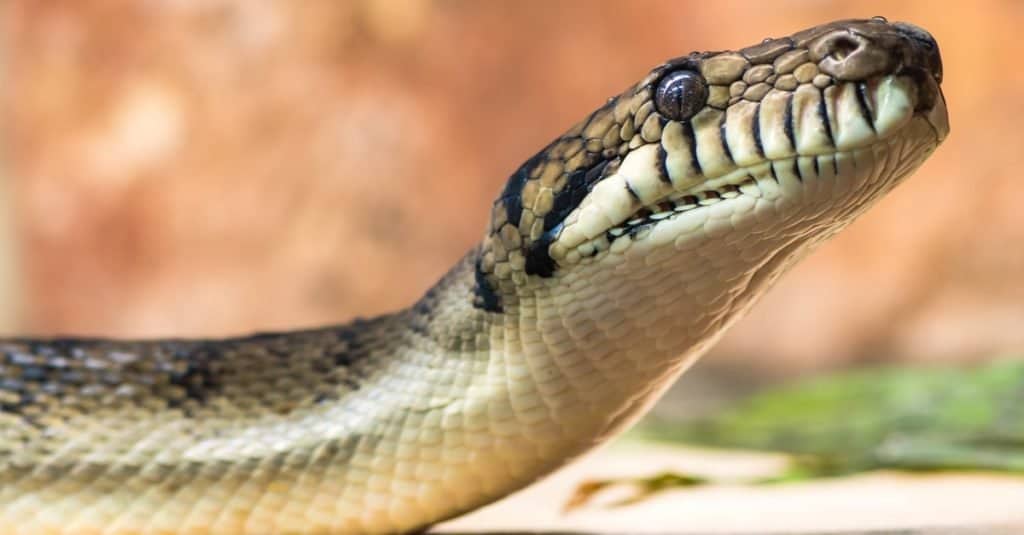 Las serpientes más grandes: la pitón amatista