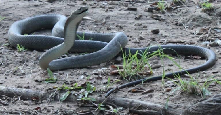 Biggest Snakes: The Black Mamba